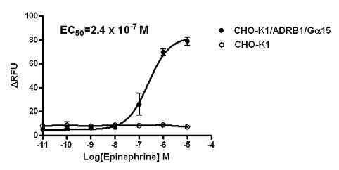 Human Recombinant ADRB1 Adrenoceptors Stable Cell Line