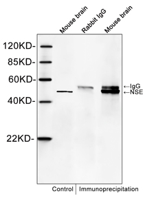 Rabbit Anti-NSE Polyclonal Antibody