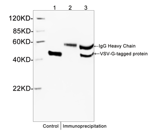 Rabbit Anti-VSV-G-tag Polyclonal Antibody