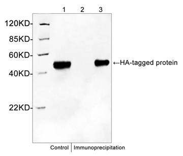 Goat Anti-HA-tag Polyclonal Antibody