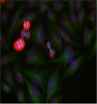 Rabbit Anti c-Jun (Phospho-Thr239) (polyclonal) Immunofluorescence analysis