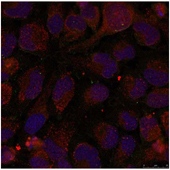 Rabbit Anti GATA-1 (Phospho-Ser142) (polyclonal) Immunofluorescence analysis