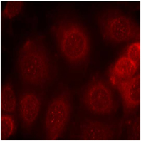 Rabbit Anti PTEN (Phospho-Ser370) (polyclonal) Immunofluorescence analysis