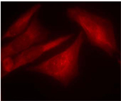 Rabbit Anti G3BP-1 (Phospho-Ser232) (polyclonal) Immunofluorescence analysis