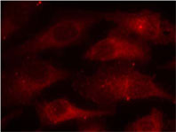 Rabbit Anti Caveolin-1 (Phospho-Tyr14) (polyclonal) Immunofluorescence analysis