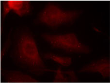 Rabbit Anti Tau (Phospho-Ser404) pAb Immunofluorescence analysis