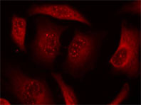 Rabbit Anti FKHRL1 (Phospho-Ser253) (polyclonal) Immunofluorescence analysis