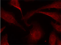 Rabbit Anti-NF-κB p65 (Phospho-Ser529) Polyclonal Antibody Immunofluorescence Analysis