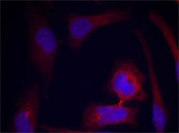 Rabbit Anti S6 Ribosomal Protein (Phospho-Ser235) (polyclonal) Immunofluorescence analysis