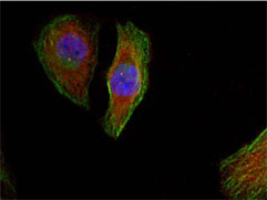 Rabbit Anti-p44/42 MAP Kinase (Phospho-Thr202) Polyclonal Antibody Immunofluorescence Analysis