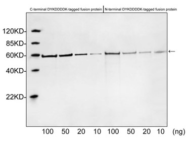 Rabbit Anti-DYKDDDDK-tag Polyclonal Antibody Western Blot