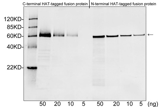 Rabbit Anti-HAT-tag Polyclonal Antibody Western Blot