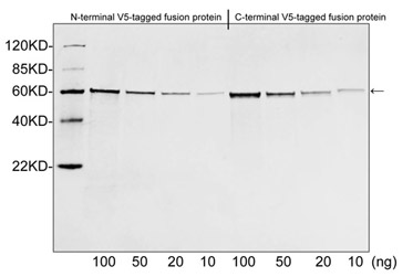 Rabbit Anti-V5-tag Polyclonal Antibody Western Blot