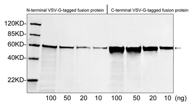 Rabbit Anti-VSV-G-tag Polyclonal Antibody Western Blot