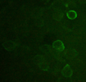 Immunofluorescence Analysis using DYKDDDDK-tag Antibody