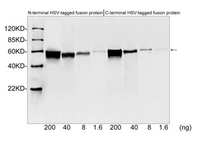 Western Blotting using HSV-tag Antibody