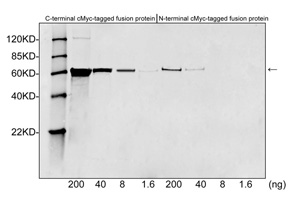 Western Blotting Analysis using c-Myc-tag Antibody