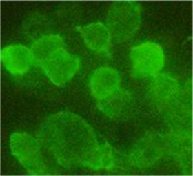 Immunofluenscence Staining using <sup>THE</sup> HA-Tag mAb