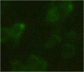 Immunofluenscence Staining using <sup>THE</sup> HA-Tag mAb