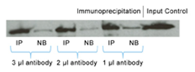 TAP-tag Antibody, pAb, Rabbit
