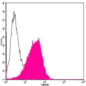 Calnexin Antibody, pAb, Rabbit