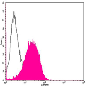 Calnexin Antibody, pAb, Rabbit