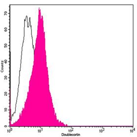 Doublecortin Antibody, pAb, Rabbit
