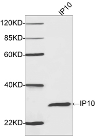 IP-10 Antibody