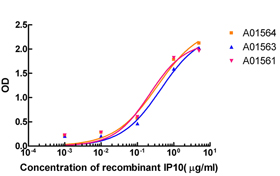 IP-10 Antibody
