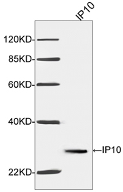 IP10 Antibody (1H7D6), mAb, Mouse