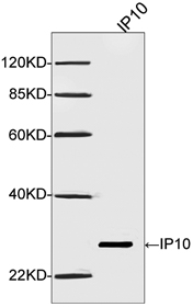 IP10 Antibody