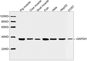 GAPDH Antibody