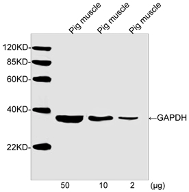 GAPDH Antibody