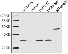 RFP-tag Antibody