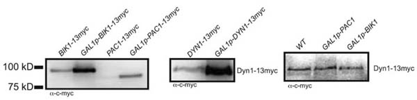 c-Myc-tag Antibody