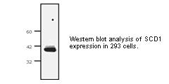 Mouse Anti SCD1 (monoclonal) Western Blot Mouse Anti SCD1 (monoclonal) Western Blot
