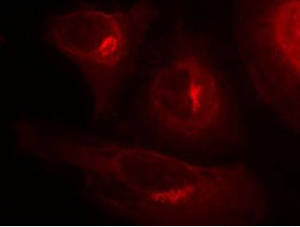 GSK3α Antibody (Phospho-Ser21), pAb, Rabbit IF GSK3α Antibody (Phospho-Ser21), pAb, Rabbit IF