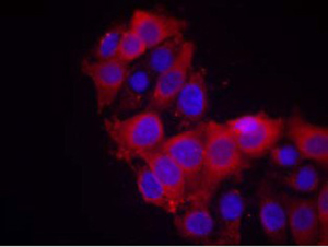 VEGFR2 Antibody (Ab-1214), pAb, Rabbit