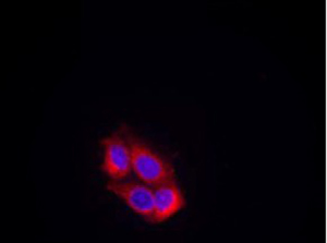 VEGFR2 Antibody (Ab-951), pAb, Rabbit VEGFR2 Antibody (Ab-951), pAb, Rabbit
