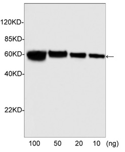 NWSHPQFEK Antibody, pAb, Rabbit