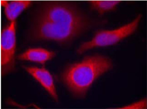 Rabbit Anti AMPK alpha1 (Phospho-Ser487) (polyclonal) IF analysis