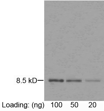 Mouse Anti Human IL-8 Western Blot Mouse Anti Human IL-8 Western Blot