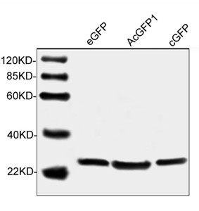 cGFP-tag Antibody, mAb, Mouse