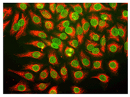 Mouse Anti Yeast Nuclear Pore Complex (monoclonal) Mouse Anti Yeast Nuclear Pore Complex (monoclonal)