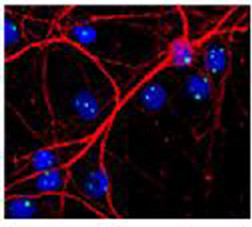 Mouse Anti Nop1p/Fibrillarin (monoclonal)