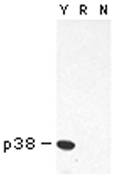 Mouse Anti-Nop1p Monoclonal Antibody Immunoblot Mouse Anti-Nop1p Monoclonal Antibody Immunoblot