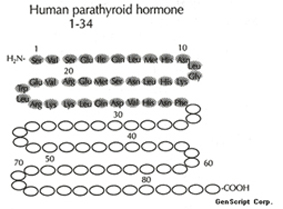 Parathyroid Hormone ,Human Structure Parathyroid Hormone ,Human Structure
