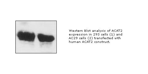 Mouse Anti ACAT2 (monoclonal) Western Blot
