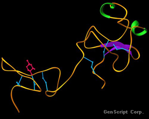 Urokinase, human Urokinase, human