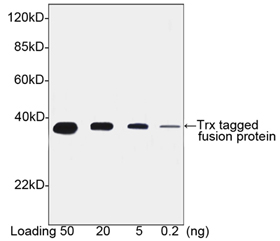 Trx-tag Antibody Western Blot Trx-tag Antibody Western Blot